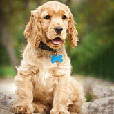 Pet's Tags - Laser Art MTL