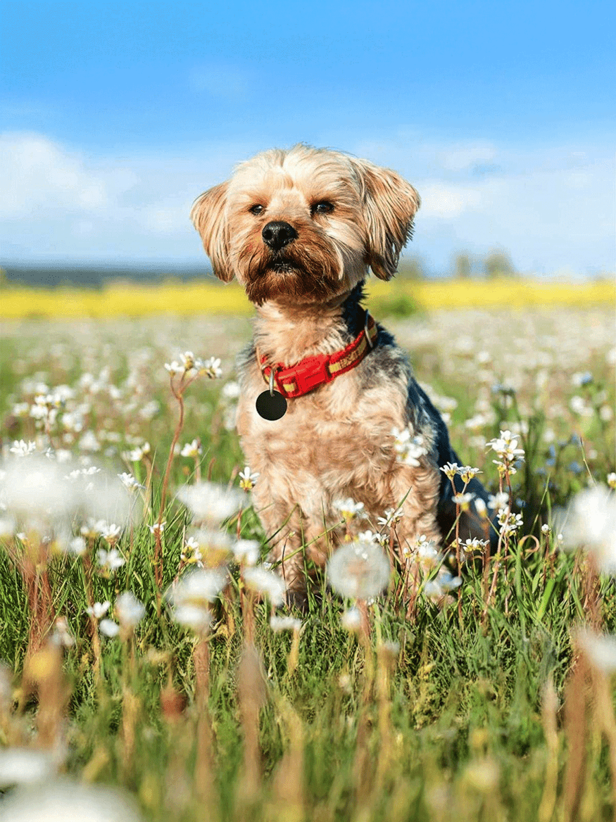 Pet's Tags - Laser Art MTL